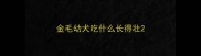 金毛幼犬吃什么长得壮