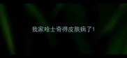 我家哈士奇得皮肤病了