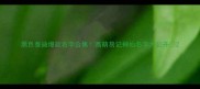 黑色泰迪爆款名字合集高萌易记神仙名字大公开