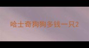 哈士奇狗狗多钱一只