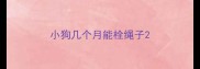 小狗几个月能栓绳子