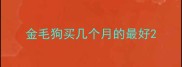 金毛狗买几个月的最好