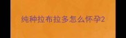 纯种拉布拉多怎么怀孕