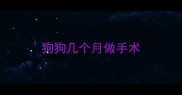 狗狗几个月做手术