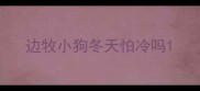 边牧小狗冬天怕冷吗