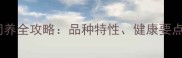 黑色泰迪犬饲养全攻略品种特性健康要点与美容技巧