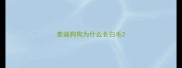 泰迪狗狗为什么长白毛
