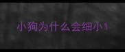 小狗为什么会细小