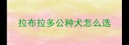 拉布拉多公种犬怎么选