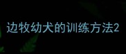 边牧幼犬的训练方法