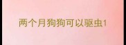 两个月狗狗可以驱虫