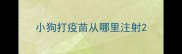 小狗打疫苗从哪里注射