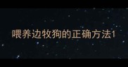 喂养边牧狗的正确方法
