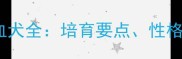 拉布拉多金毛混血犬全培育要点性格特征与养护指南