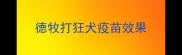 德牧打狂犬疫苗效果