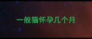 一般猫怀孕几个月