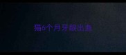 猫6个月牙龈出血