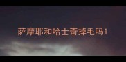 萨摩耶和哈士奇掉毛吗