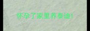 怀孕了家里养泰迪
