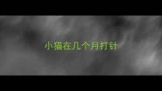 小猫在几个月打针
