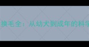 边境牧羊犬换毛全从幼犬到成年的科学护理指南