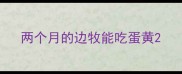两个月的边牧能吃蛋黄
