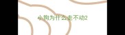小狗为什么走不动