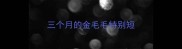 三个月的金毛毛特别短