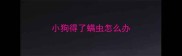 小狗得了螨虫怎么办