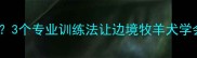 边牧不叫光哼唧3个专业训练法让边境牧羊犬学会正确表达需求