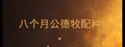 八个月公德牧配种