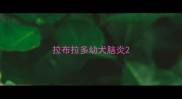 拉布拉多幼犬脑炎