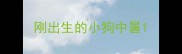 刚出生的小狗中暑