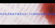 拉布拉多犬食欲不振怎么办5大病因与家庭护理全指南
