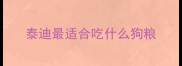 泰迪最适合吃什么狗粮