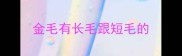 金毛有长毛跟短毛的