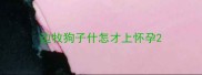 边牧狗子什怎才上怀孕