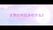 大狗拉布拉多吃什么