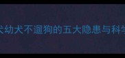 边境牧羊犬幼犬不遛狗的五大隐患与科学替代方案