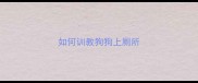 如何训教狗狗上厕所