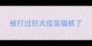 被打过狂犬疫苗猫抓了