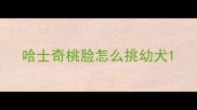 哈士奇桃脸怎么挑幼犬