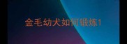 金毛幼犬如何锻炼
