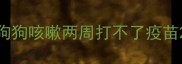 狗狗咳嗽两周打不了疫苗