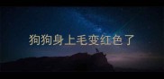 狗狗身上毛变红色了