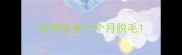 拉布拉多十个月脱毛