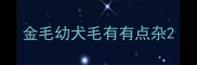 金毛幼犬毛有有点杂