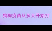 狗狗疫苗从多大开始打