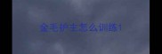 金毛护主怎么训练