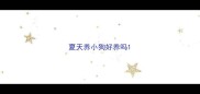 夏天养小狗好养吗
